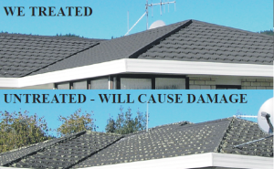 Davey Painters Roof Care